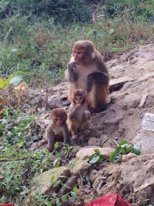 The monkeys all over the temple were cute and intimidating.