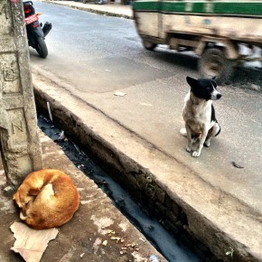 The Street Dogs of&nbsp;Kathmandu