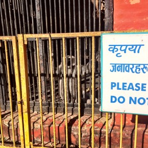 A Trip to Nepal’s&nbsp;Zoo