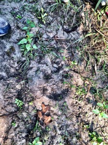 Tiger paw print in the mud