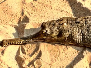 Gharial