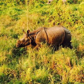 Eco-tourism in Chitwan National Park- Elephants, Rhinos, and&nbsp;Crocodiles!