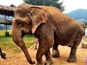 Note her dislocated hip.