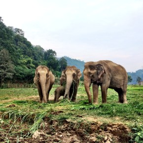 The Amazing Elephant Nature Park of Chiang&nbsp;Mai