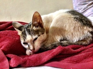 One of the local cats who would sleep on my bed with me while I was sick